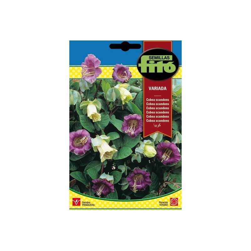 Cobea Scandens Variada