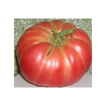 tomate oxheart Belmonte (semillas no tratadas)