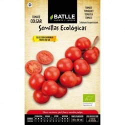 tomate de colgar sel Domingo - semillas ecolÃ³gicas