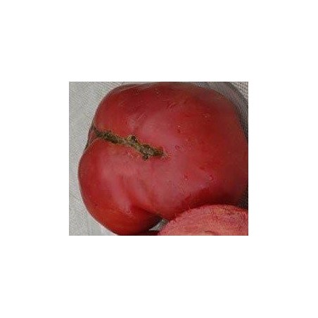 semillas de tomate gigante de Kosovo