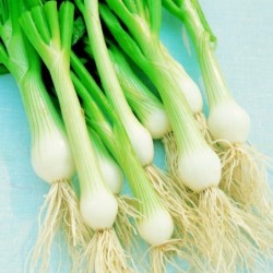 Cebolleta White Lisbon (Semillas no tratadas)