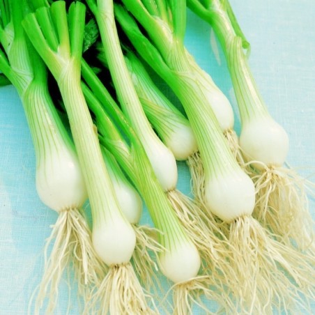 Cebolleta White Lisbon (Semillas no tratadas)