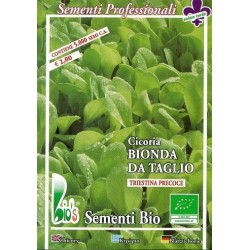 achicoria Zuccherina di Trieste - semillas ecolÃ³gicas