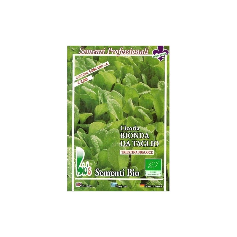 achicoria Zuccherina di Trieste - semillas ecolÃ³gicas