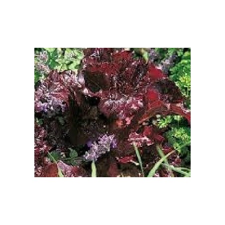 semillas de lechuga terciopelo rojo