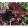 semillas de lechuga terciopelo rojo