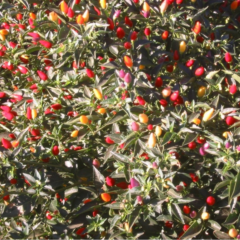 Pimiento Picante NuMex Twilight- semillas no tratadas