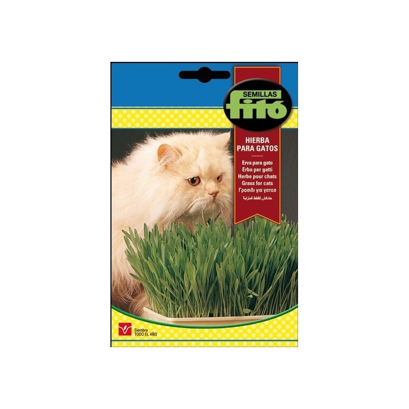 hierba para gatos