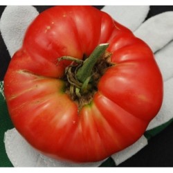 semillas de tomate bear claw