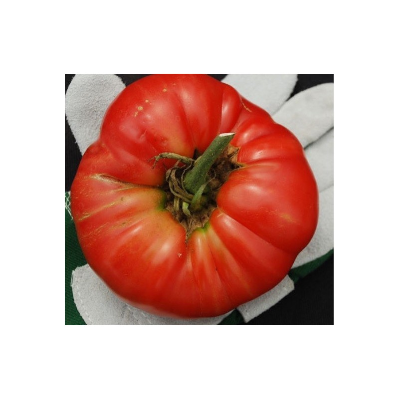 semillas de tomate bear claw