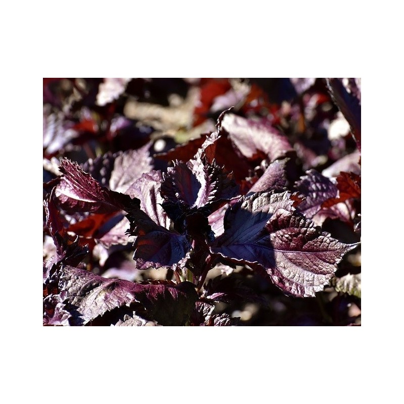 semillas de perilla roja - shiso