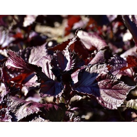 semillas de perilla roja - shiso
