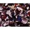 semillas de perilla roja - shiso
