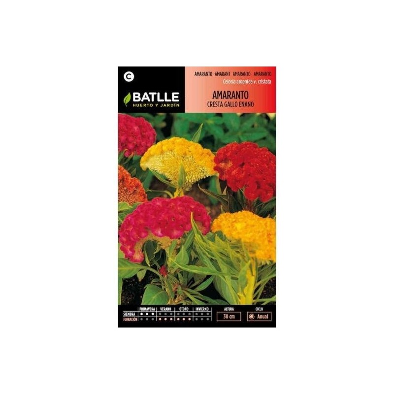 Amaranto cresta de gallo enano