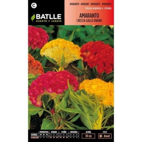 Amaranto cresta de gallo enano