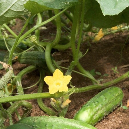 Pepinillo Vert Petit de Paris (Semillas no tratadas)