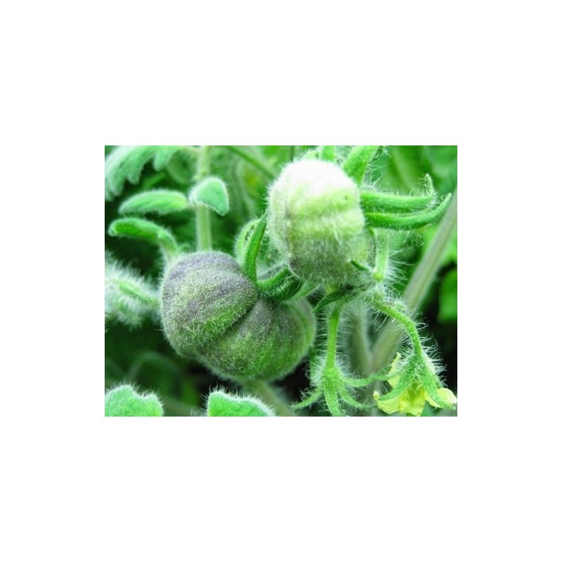 Tomate wooly green zebra  - semillas sin tratamiento
