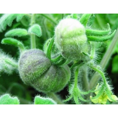Tomate wooly green zebra  - semillas sin tratamiento