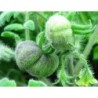 Tomate wooly green zebra  - semillas sin tratamiento