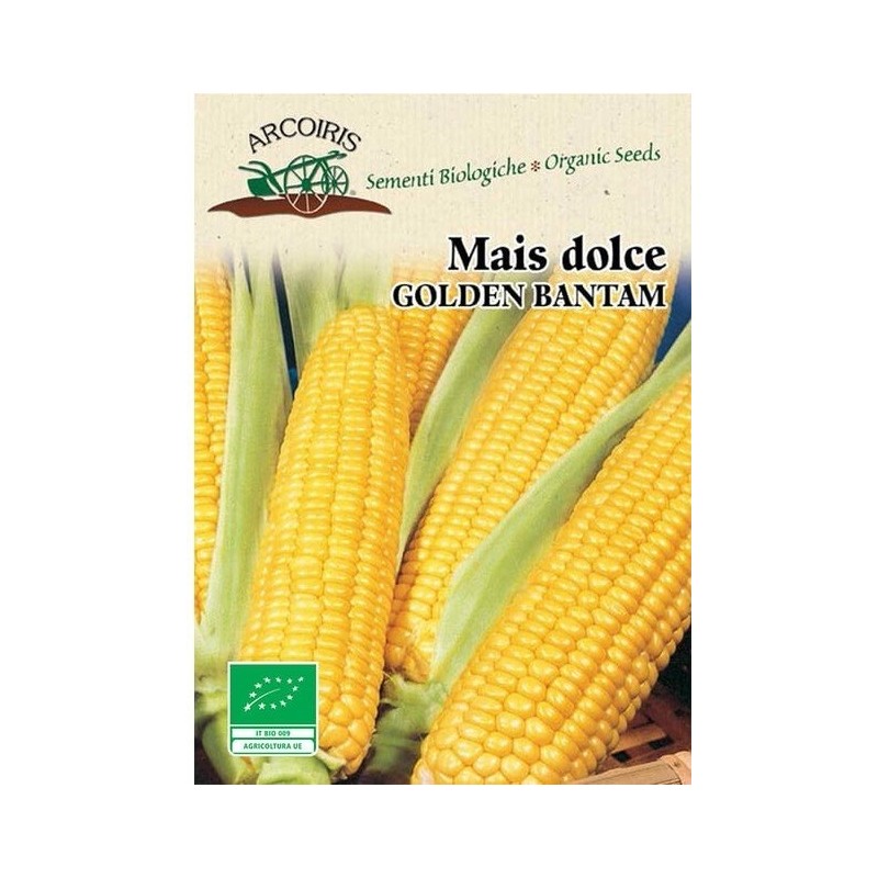 maiz dulce golden bantam (semillas ecolÃ³gicas)