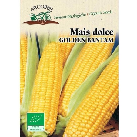 maiz dulce golden bantam (semillas ecolÃ³gicas)