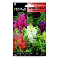 antirrino semi enano flor grande variado