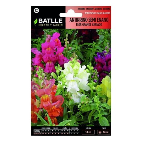 antirrino semi enano flor grande variado