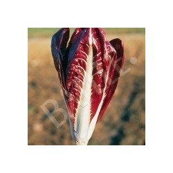 achicoria rossa di Treviso - semillas no tratadas