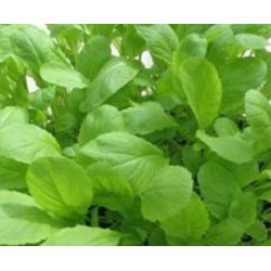 Mostaza Green Giant - semillas no tratadas