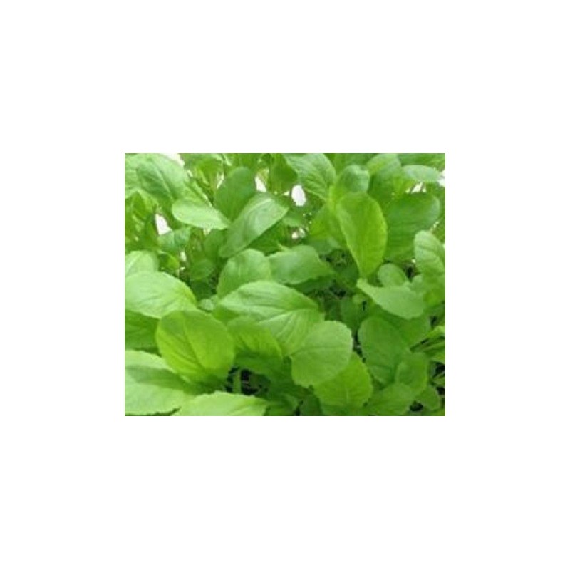 Mostaza Green Giant - semillas no tratadas