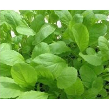 Mostaza Green Giant - semillas no tratadas