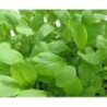 Mostaza Green Giant - semillas no tratadas