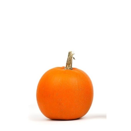 calabaza halloween Jack oÂ´lantern (semillas no tratadas)