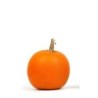 calabaza halloween Jack oÂ´lantern (semillas no tratadas)