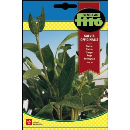 salvia (salvia officinalis)