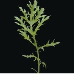 Mostaza Oriental Golden Streaks - semillas sin tratamiento