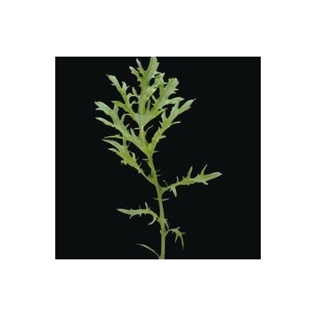 Mostaza Oriental Golden Streaks - semillas sin tratamiento