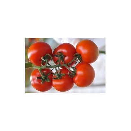 tomate miel de mexico - semillas no tratadas