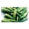 okra (hibiscus esculentus) - semillas ecolÃ³gicas