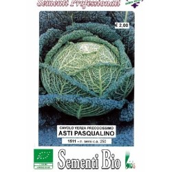 repollo savoy pascualino - semillas ecolÃ³gicas