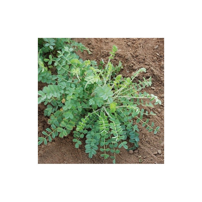 pimpinela menor (Sanguisorba minor)