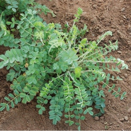 pimpinela menor (Sanguisorba minor)