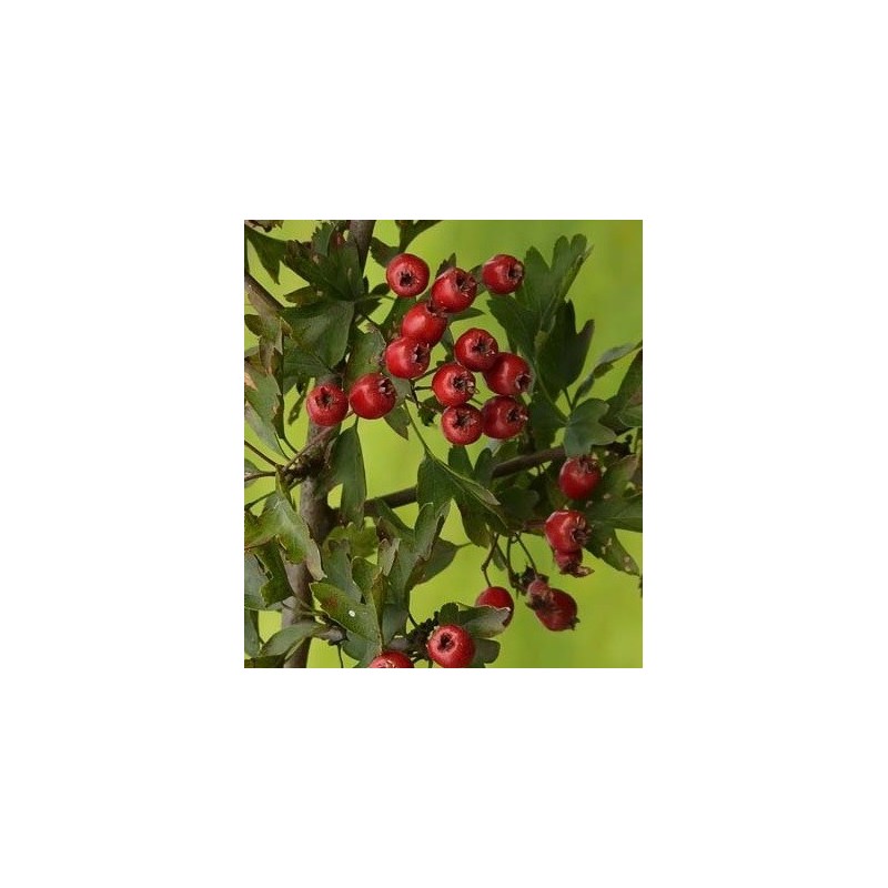 espino albar (Crataegus monogyna)