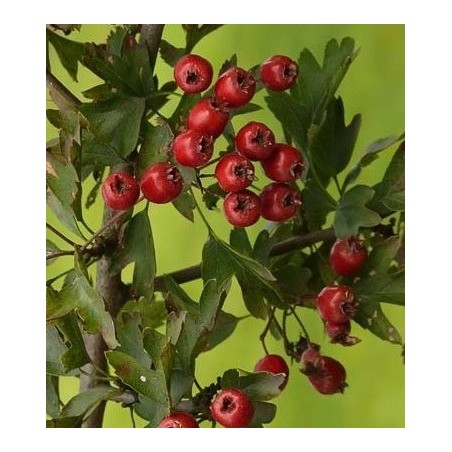 espino albar (Crataegus monogyna)