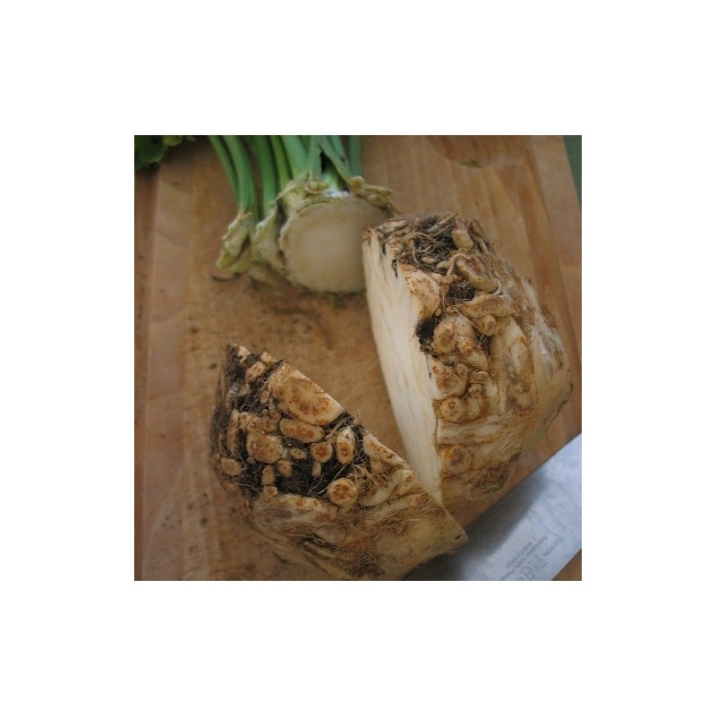 Apio Nabo Monarch (Semillas EcolÃ³gicas)