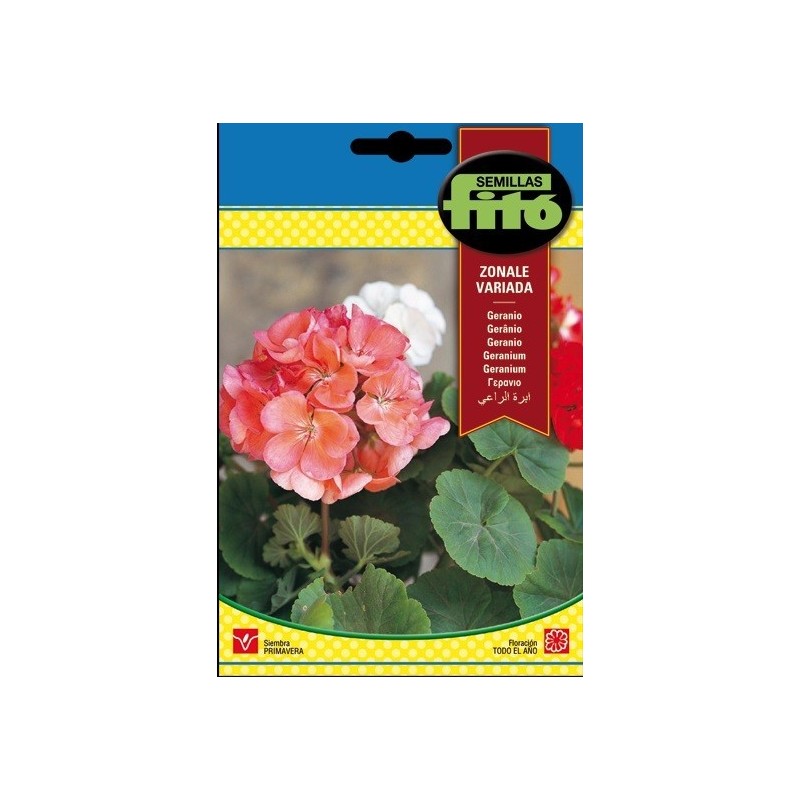 geranio zonale Variado