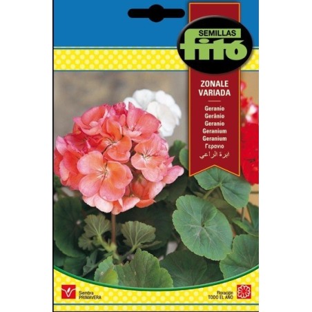 geranio zonale Variado