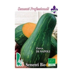 calabaza larga gigante de Napoles - semillas ecologicas