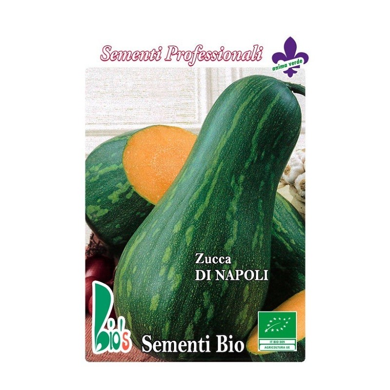 calabaza larga gigante de Napoles - semillas ecologicas