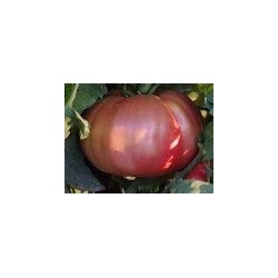 tomate rosa ple - semillas ecolÃ³gicas
